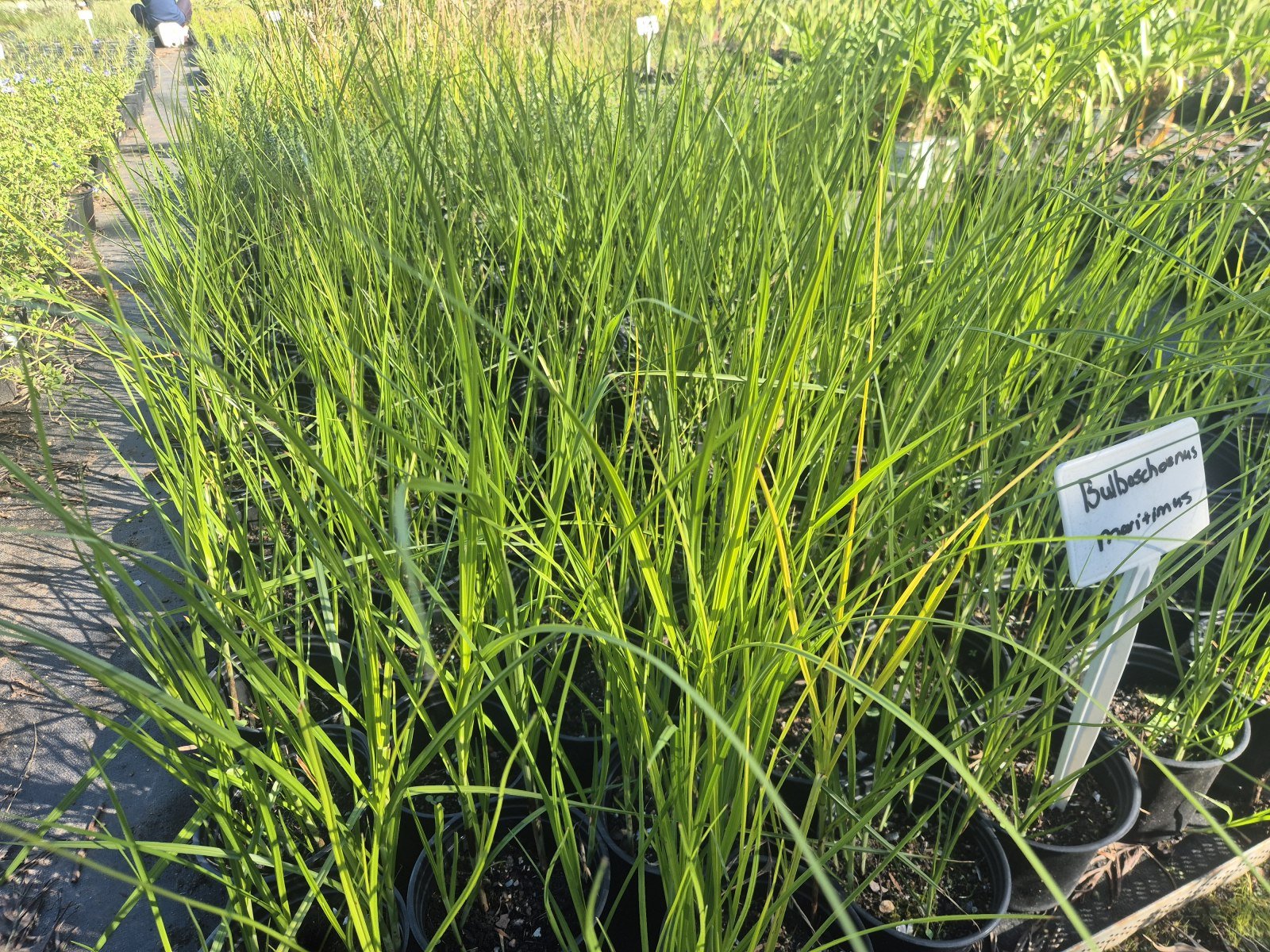 Bolboschoenus maritimus at AVNPlants