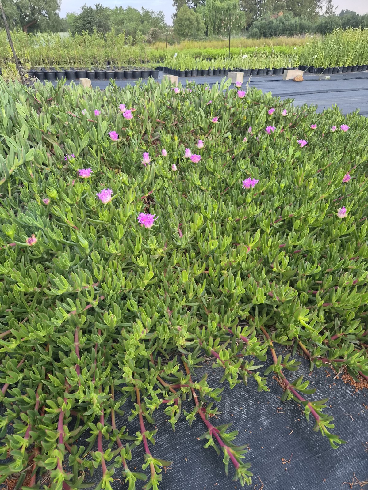 Carpobrotus muirii at AVNPlants