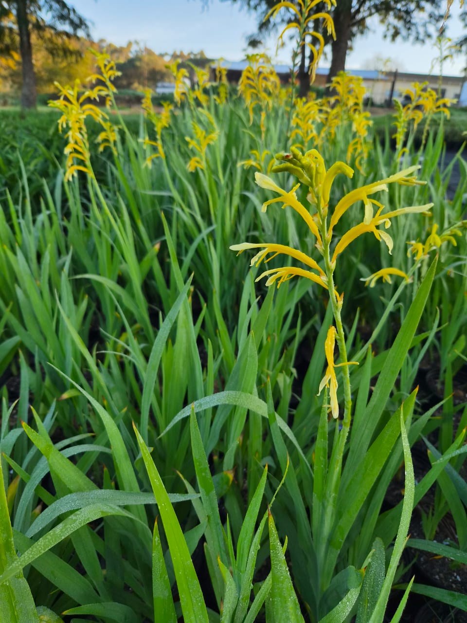 Chasmanthe floribunda 'Duckittii' flowering at AVNPlants, Klapmuts