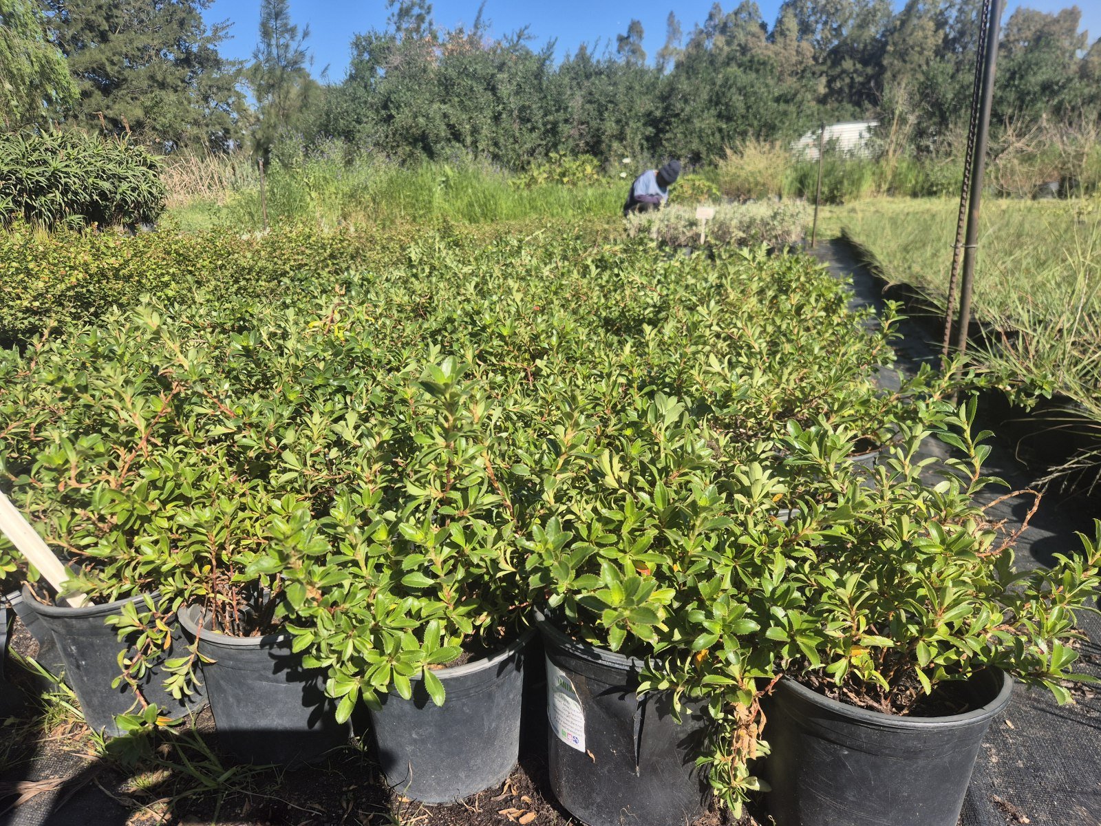 Cliffortia ferruginea at AVNPlants