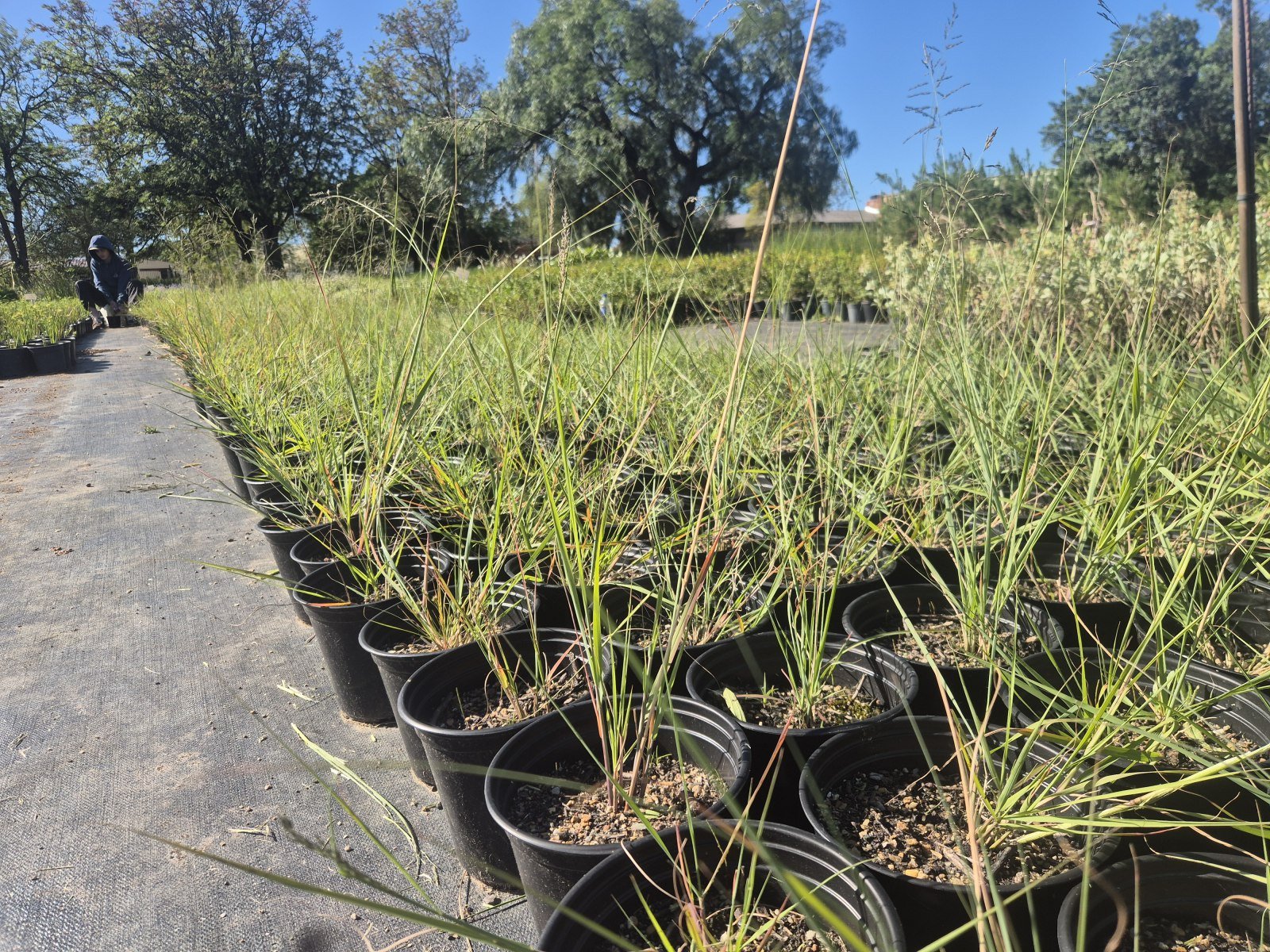 Eragrostis curvula at AVNPlants