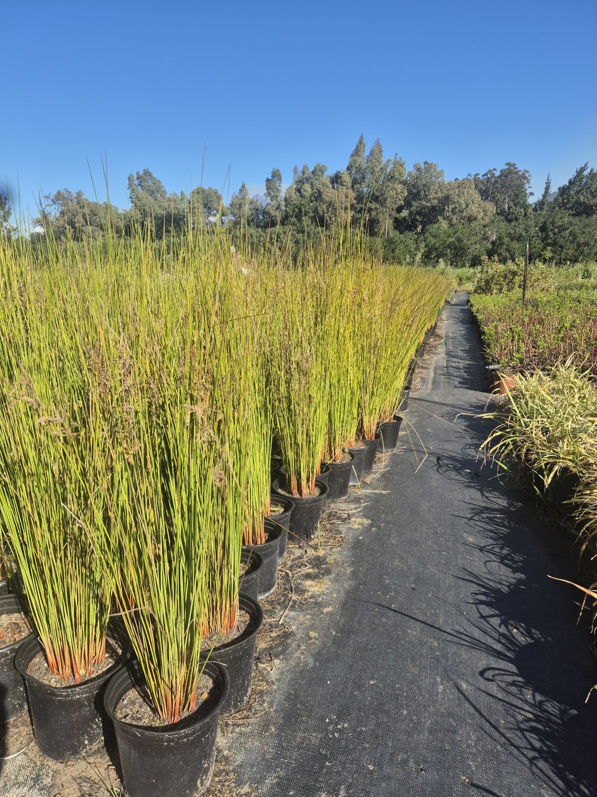 Juncus effusus at AVNPlants