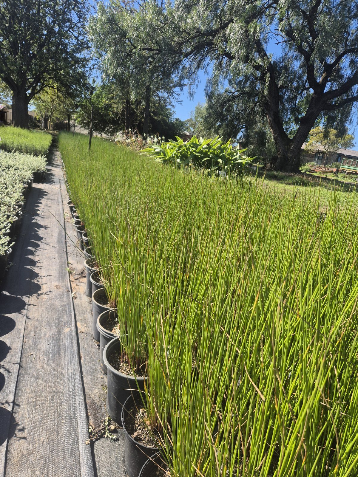 Juncus kraussii at AVNPlants