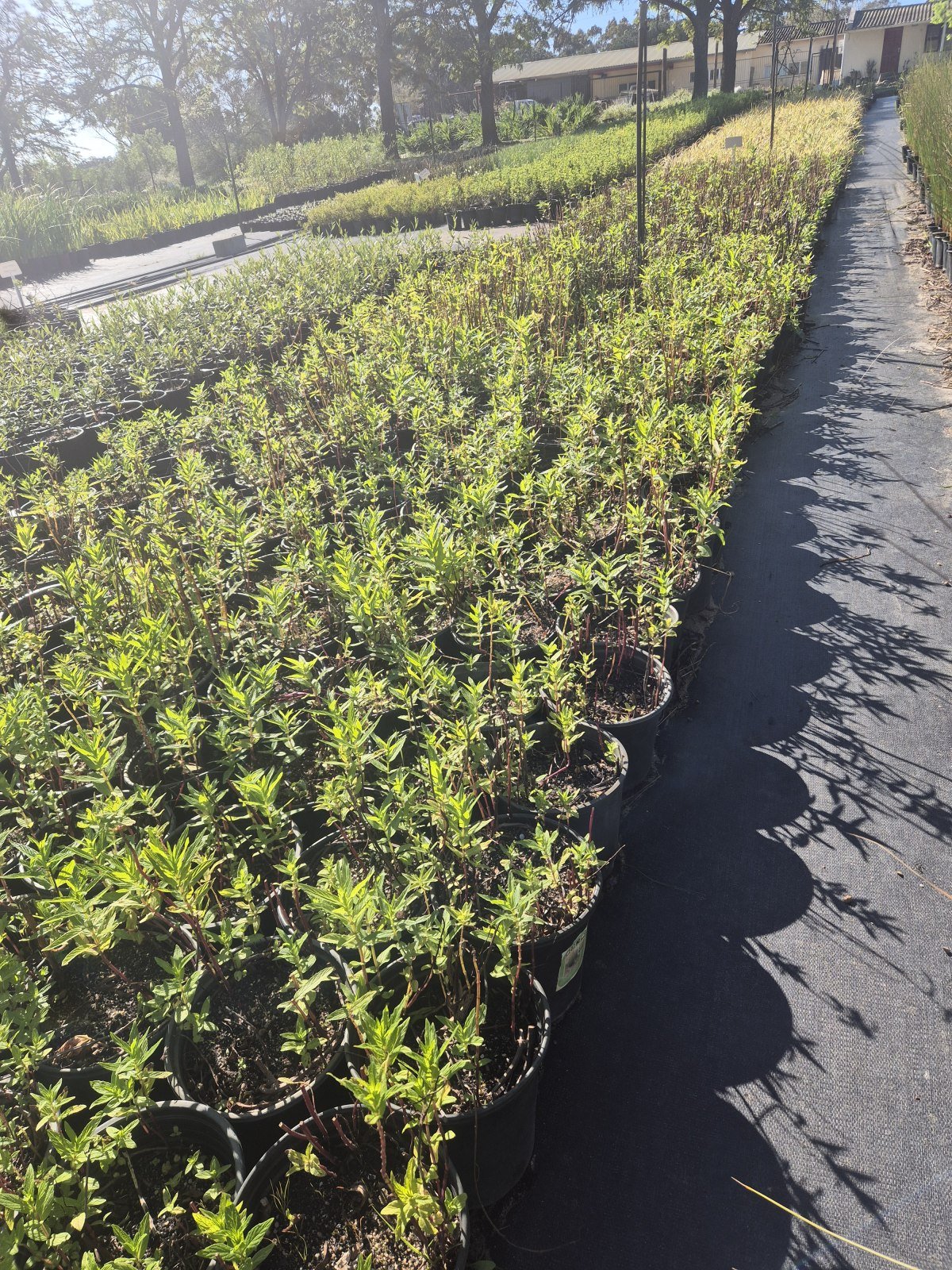 Mentha longifolia at AVNPlants