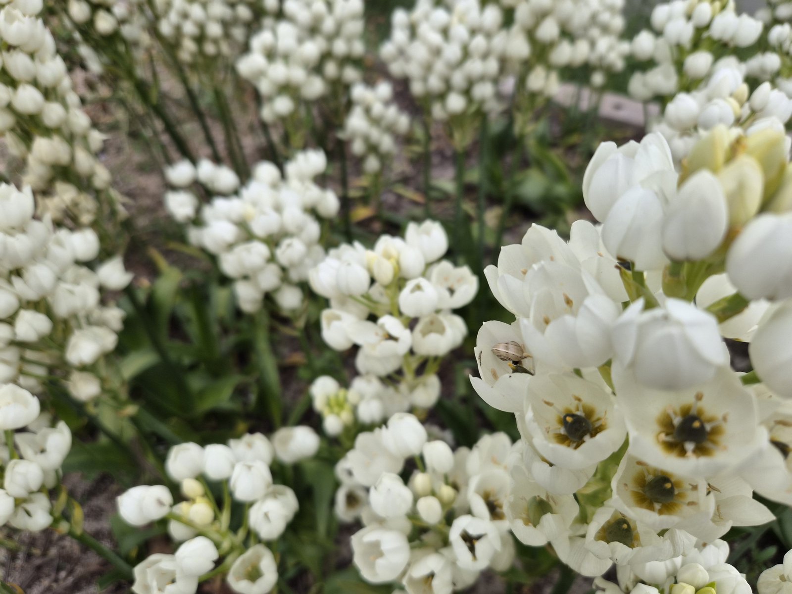 Ornithogalum thyrsoides at AVNPlants