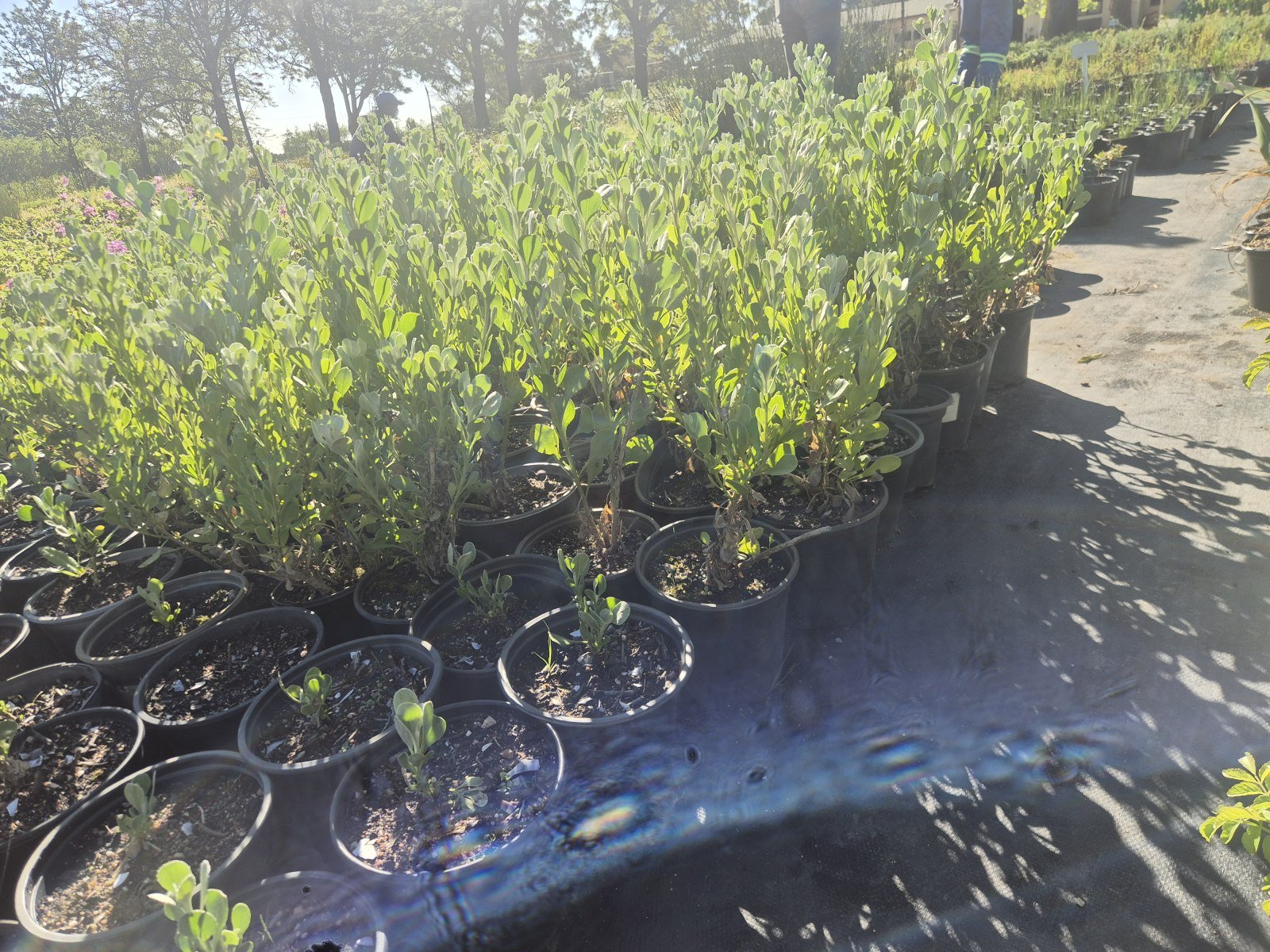 Osteospermum incanum at AVNPlants