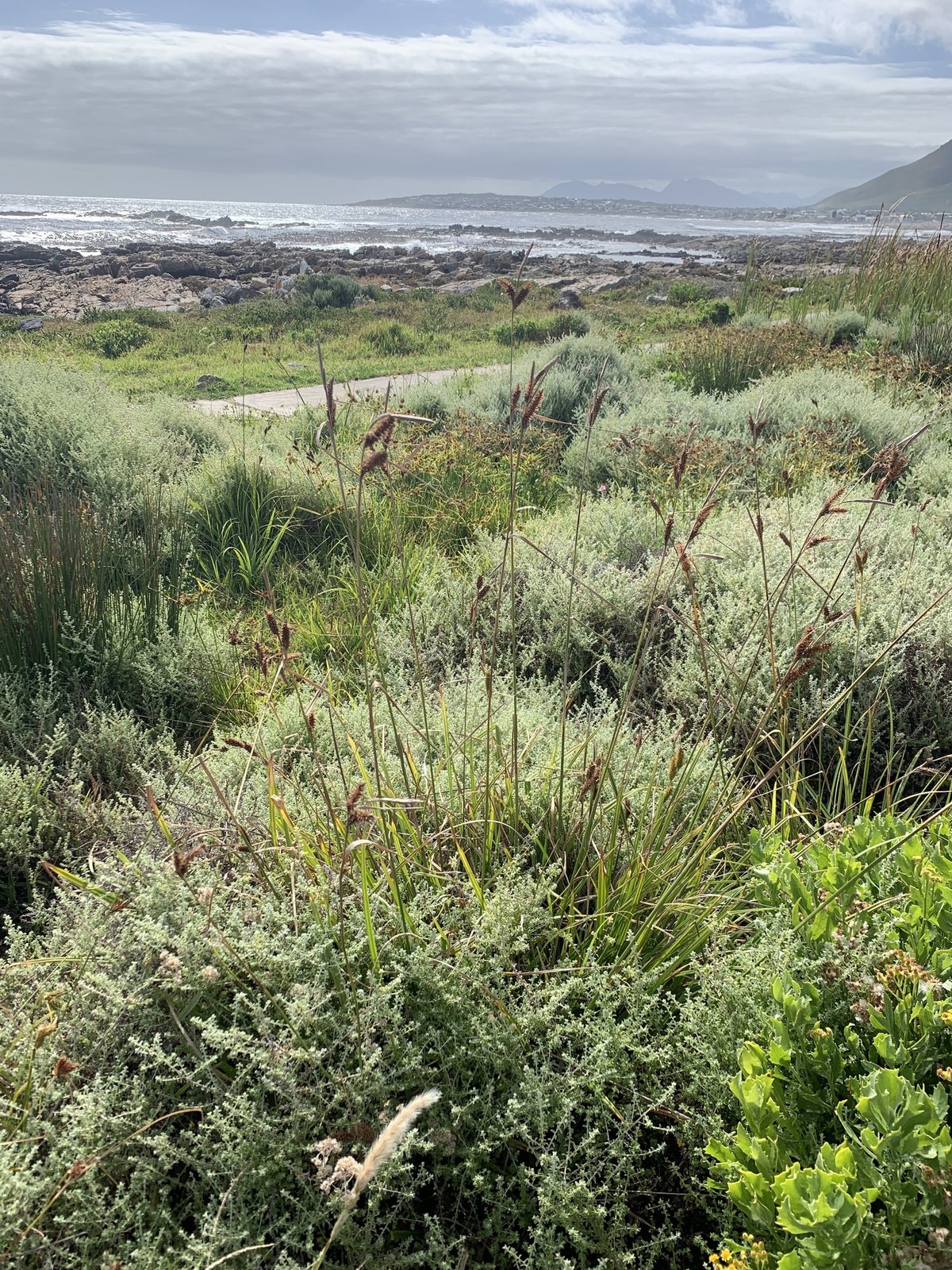 Carex clavata (temporary reference photo)