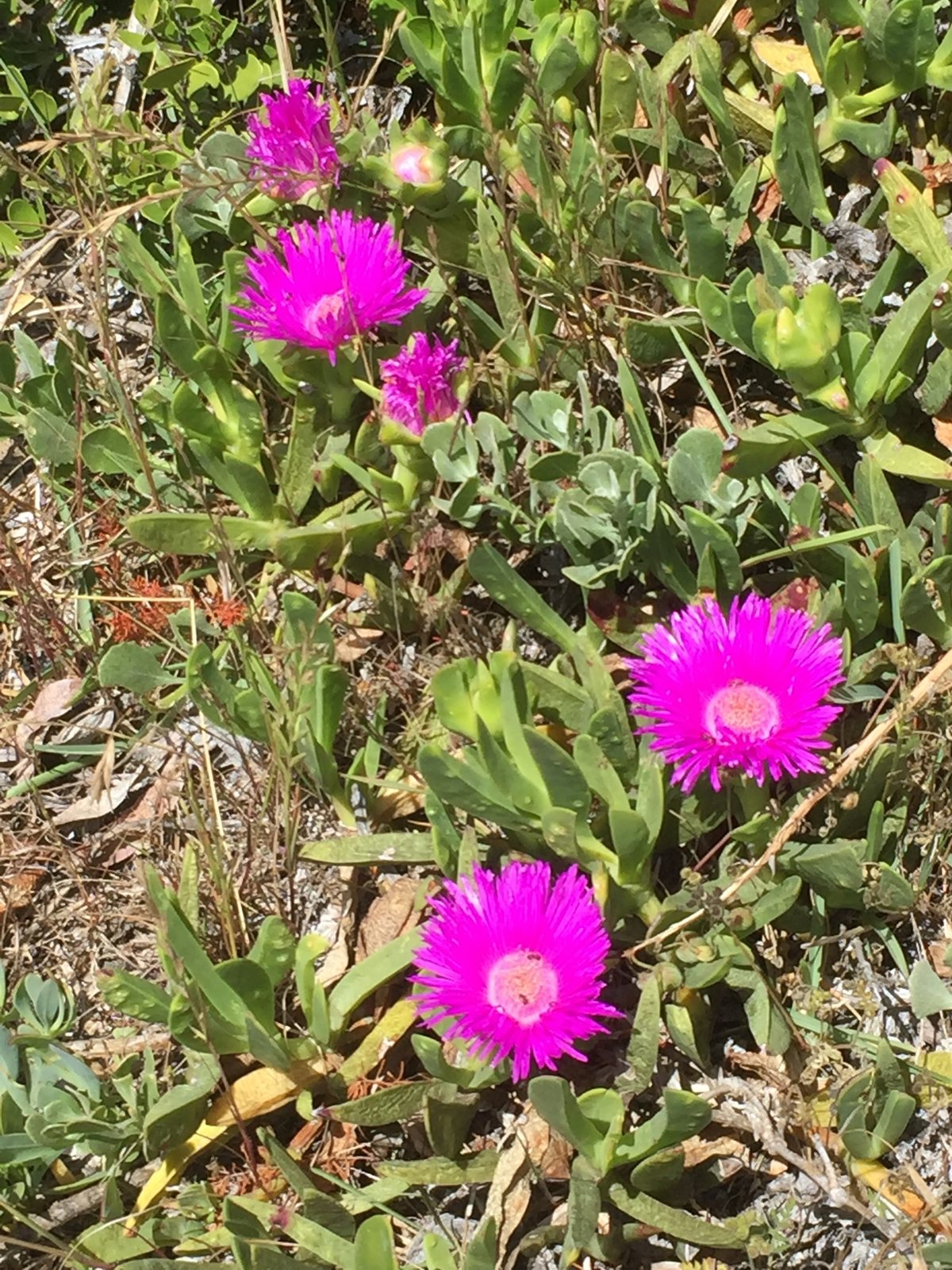 Carpobrotus acinaciformis (temporary reference photo)