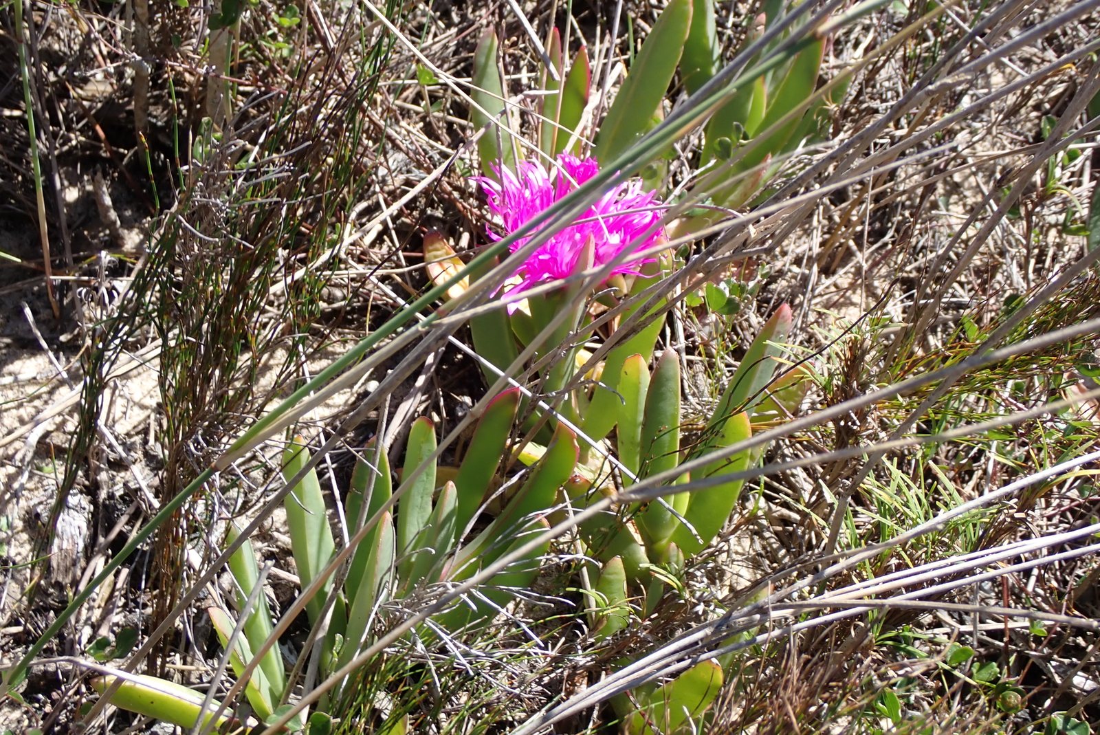 Carpobrotus deliciosus (temporary reference photo)