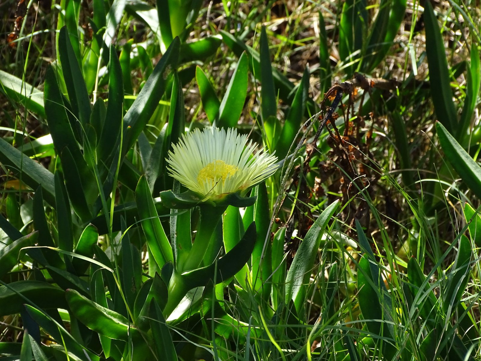 Carpobrotus edulis (temporary reference photo)