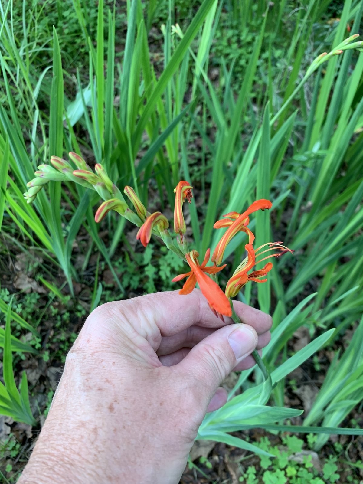 Chasmanthe aethiopica (temporary reference photo)