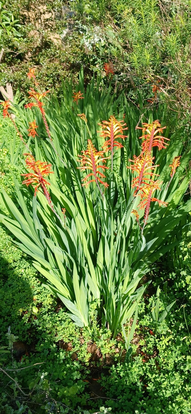 Chasmanthe floribunda (temporary reference photo)