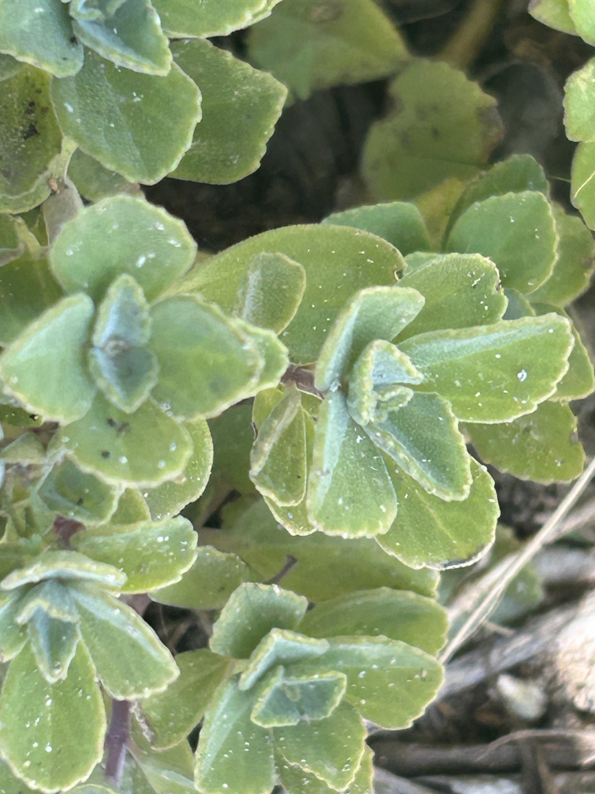 Coleus neochilus (temporary reference photo)
