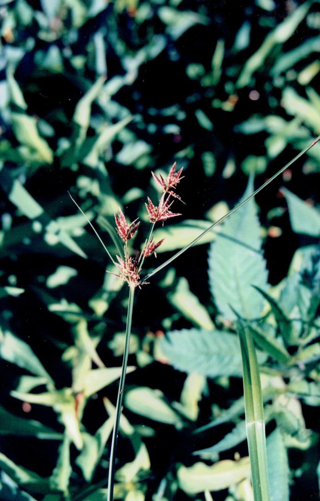 Cyperus longus (temporary reference photo)