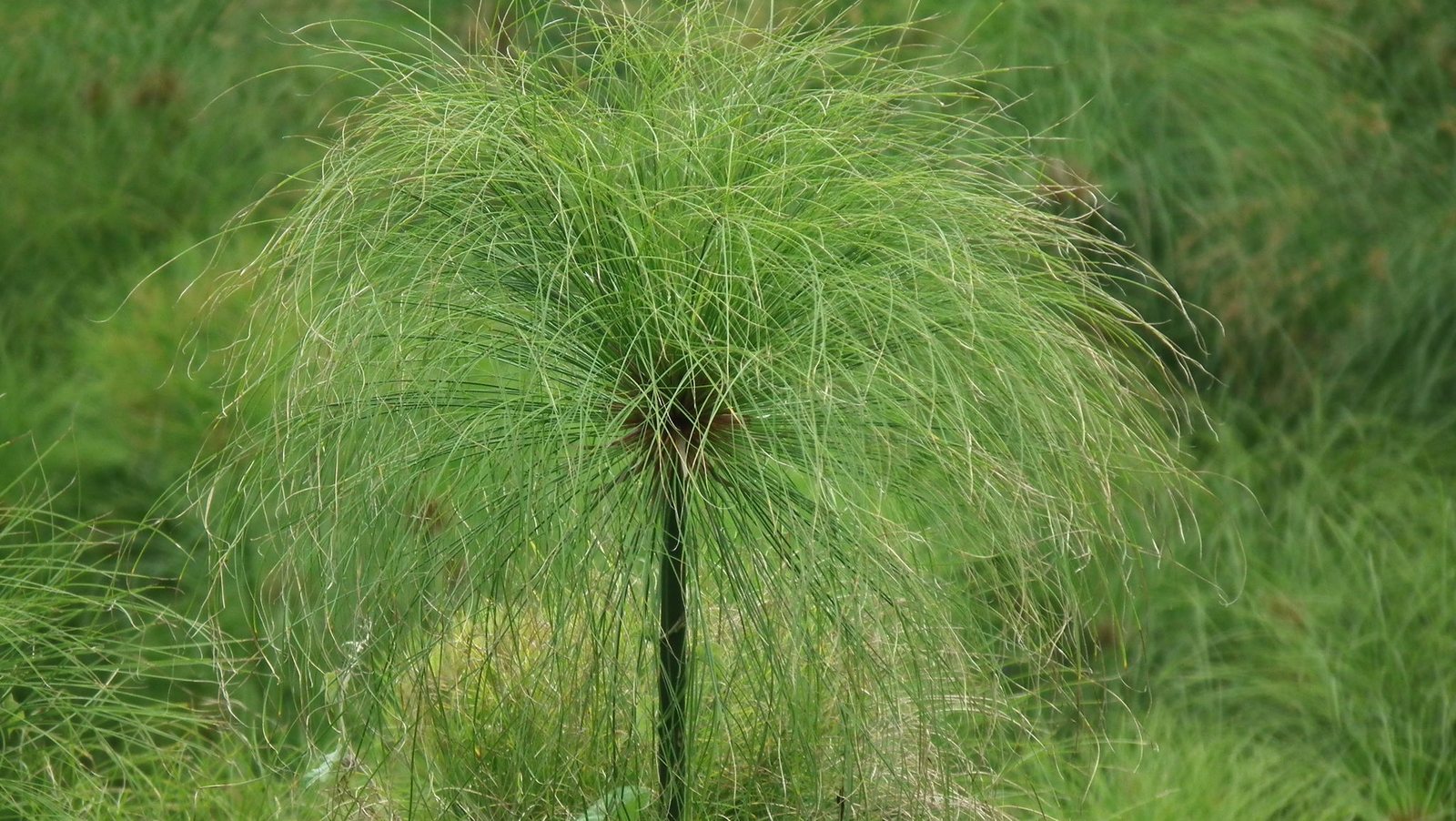 Cyperus papyrus (temporary reference photo)