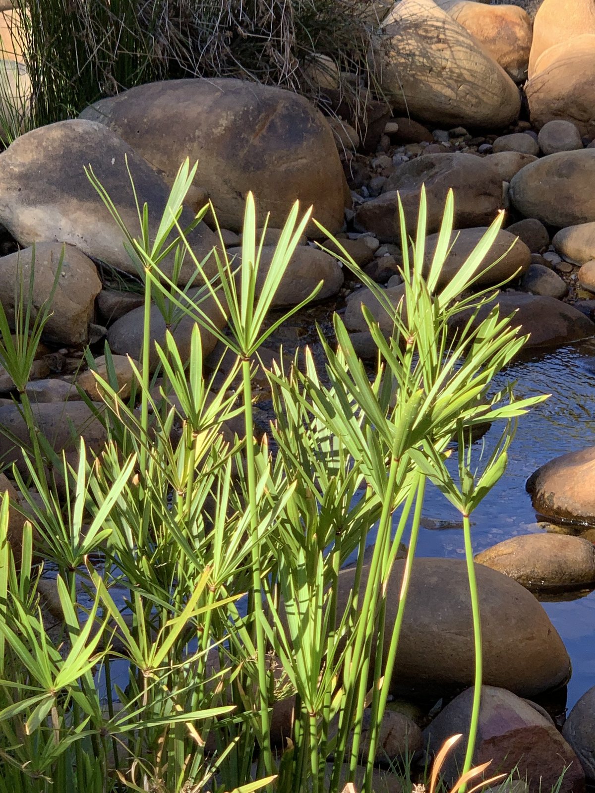 Cyperus textilis (temporary reference photo)
