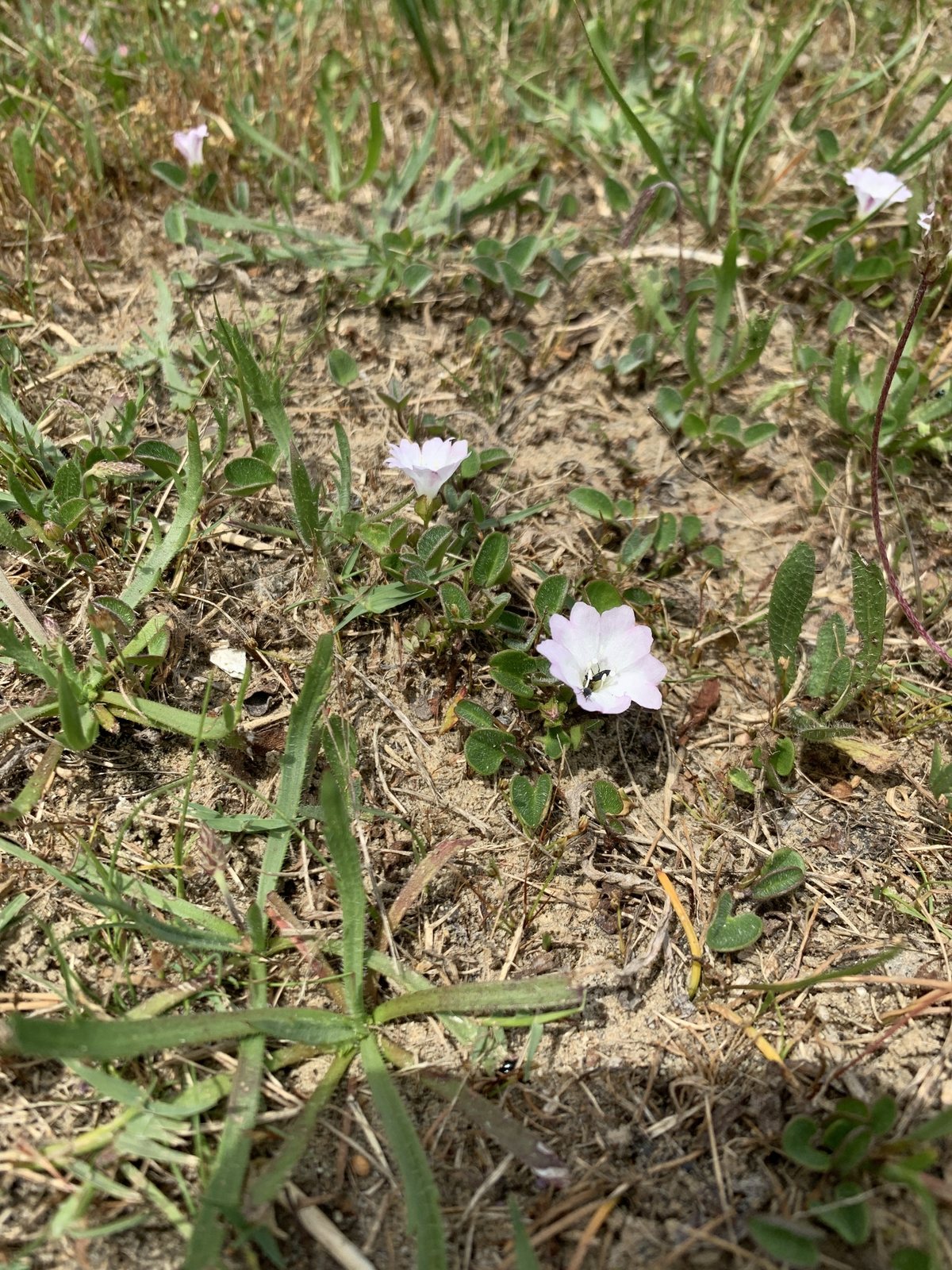 Falkia repens (temporary reference photo)