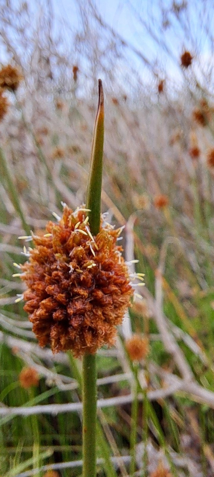Ficinia nodosa (temporary reference photo)