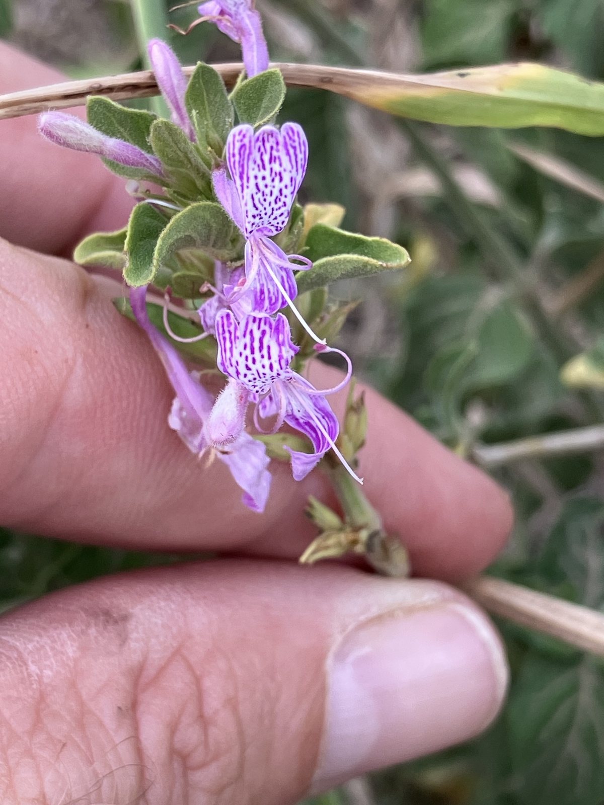 Hypoestes aristata (temporary reference photo)