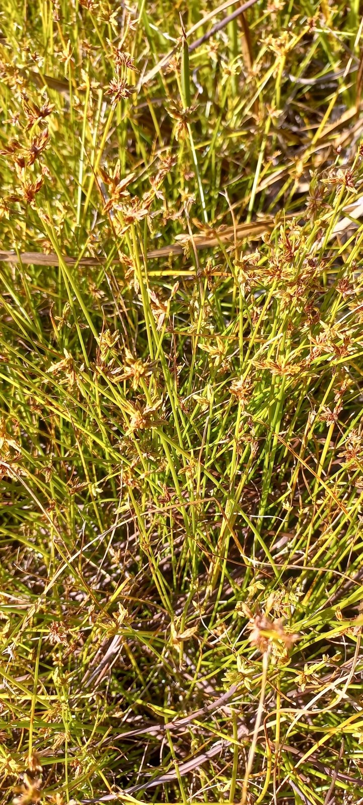 Isolepis prolifera (temporary reference photo)