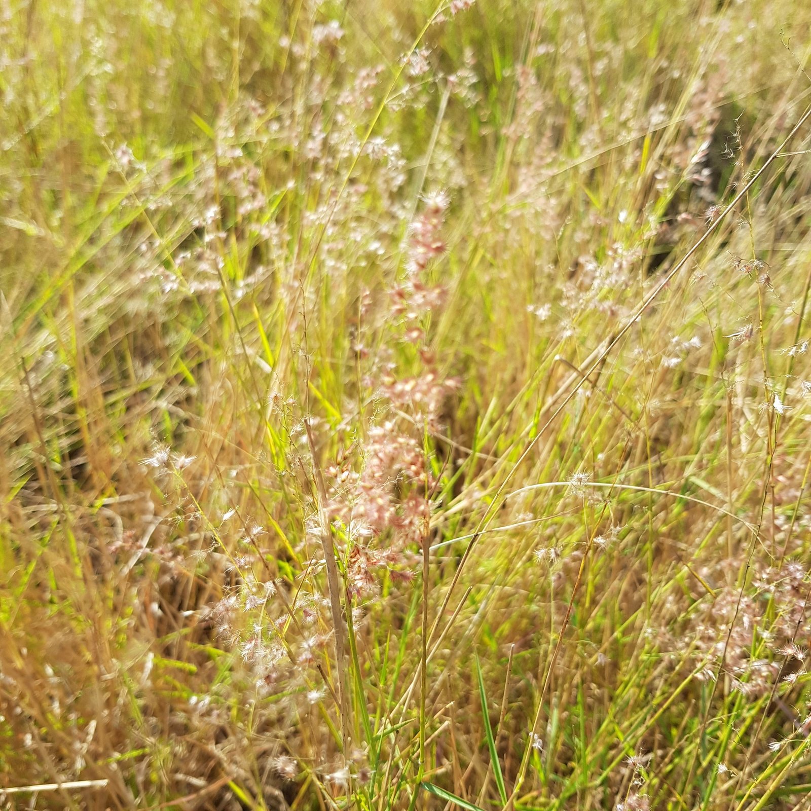 Melinis repens (temporary reference photo)