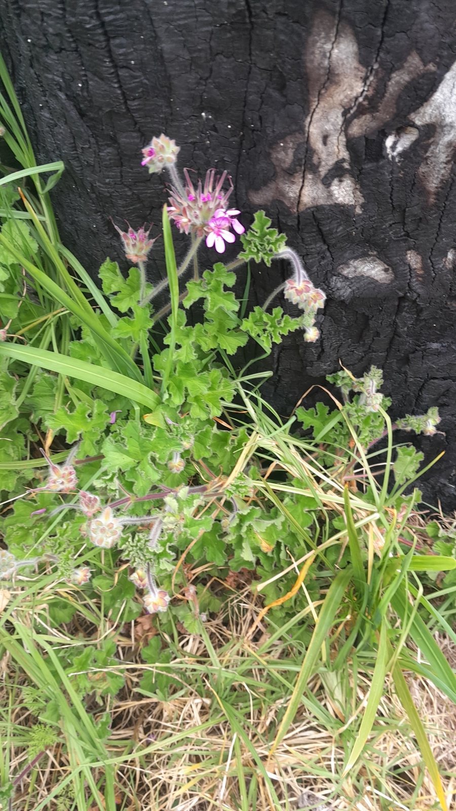Pelargonium capitatum (temporary reference photo)