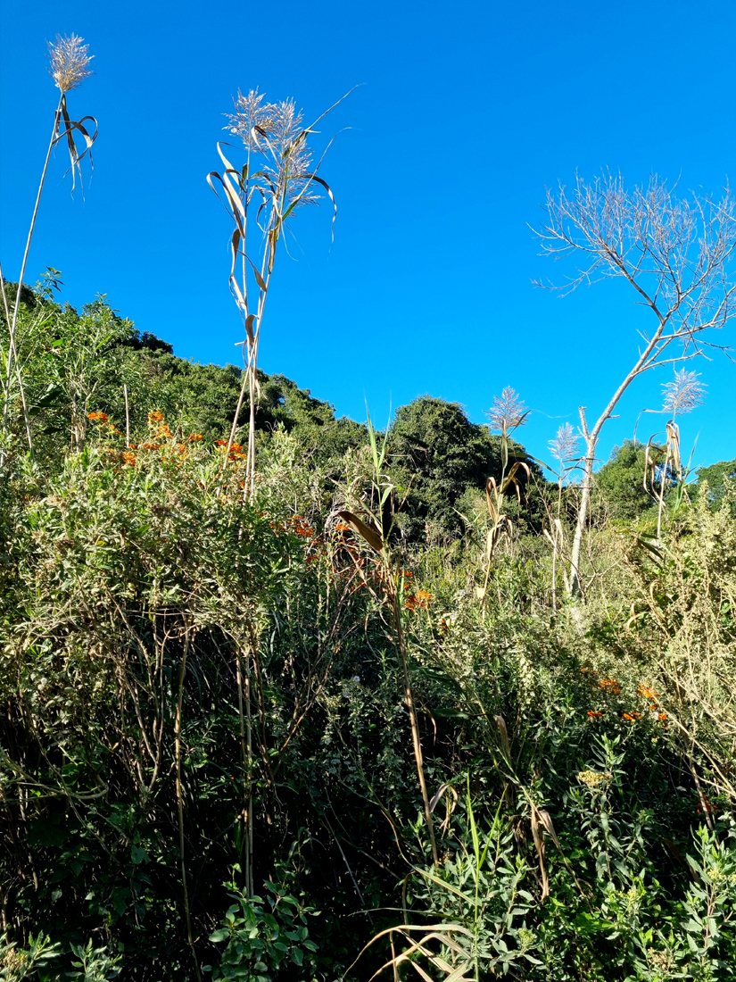 Phragmites australis (temporary reference photo)