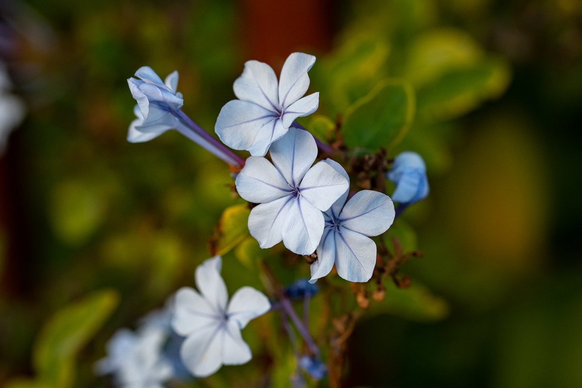 Plumbago auriculata (temporary reference photo)