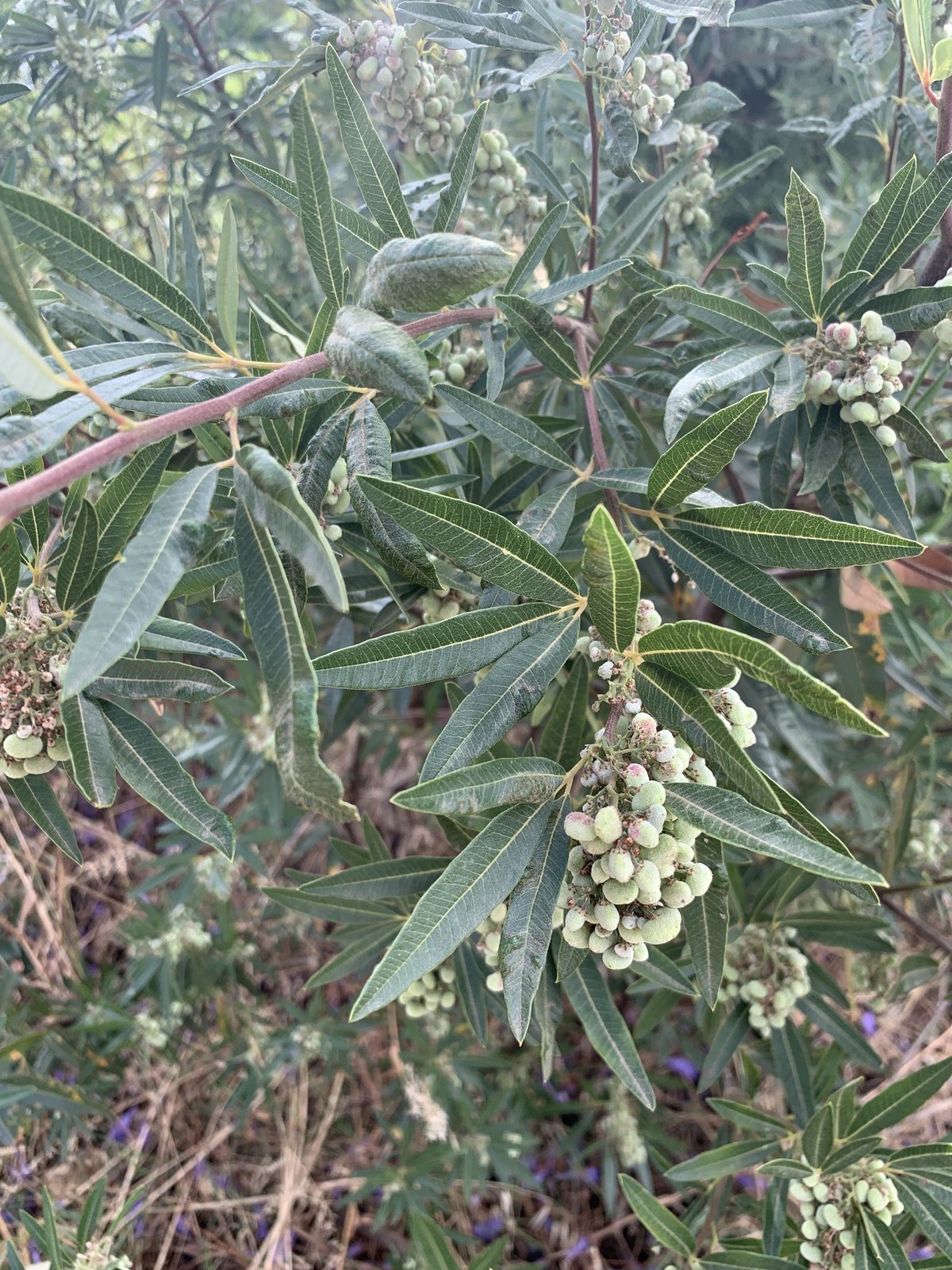 Searsia angustifolia (temporary reference photo)