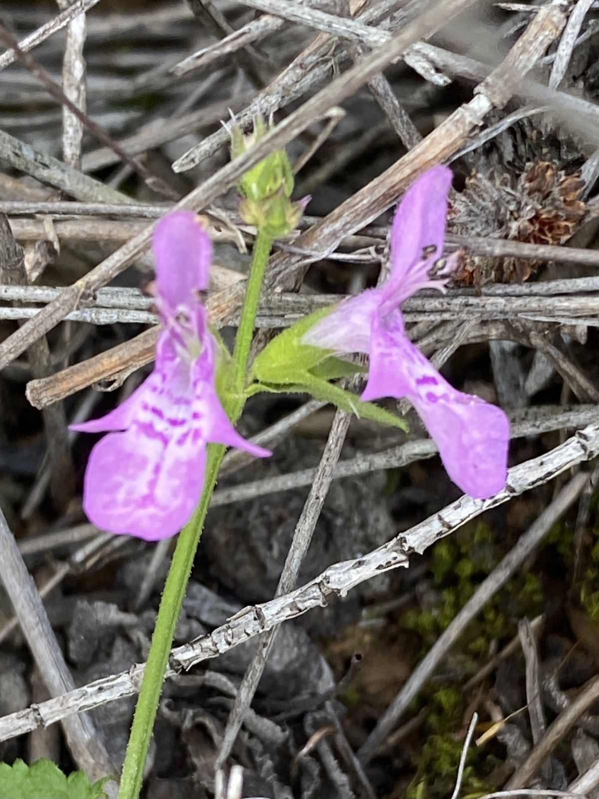 Stachys aethiopica (temporary reference photo)