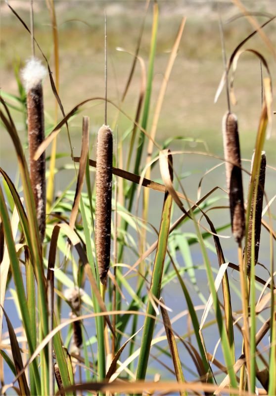 Typha capensis (temporary reference photo)