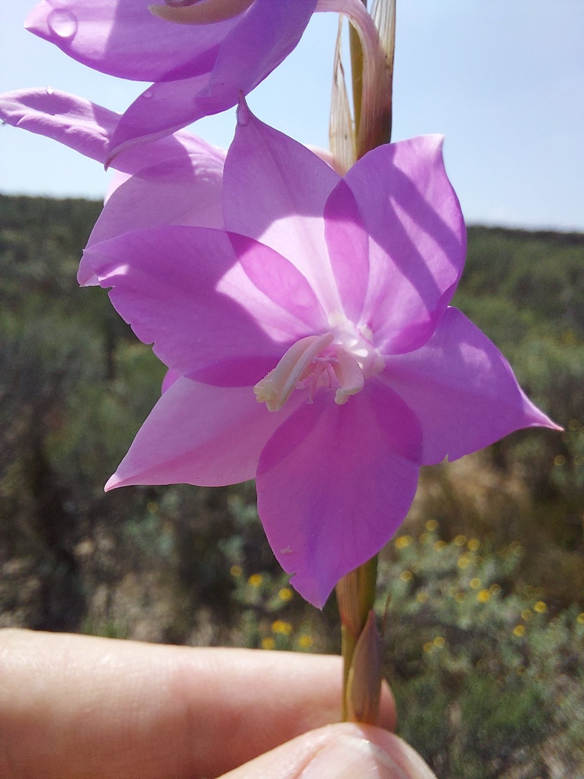 Watsonia marginata (temporary reference photo)