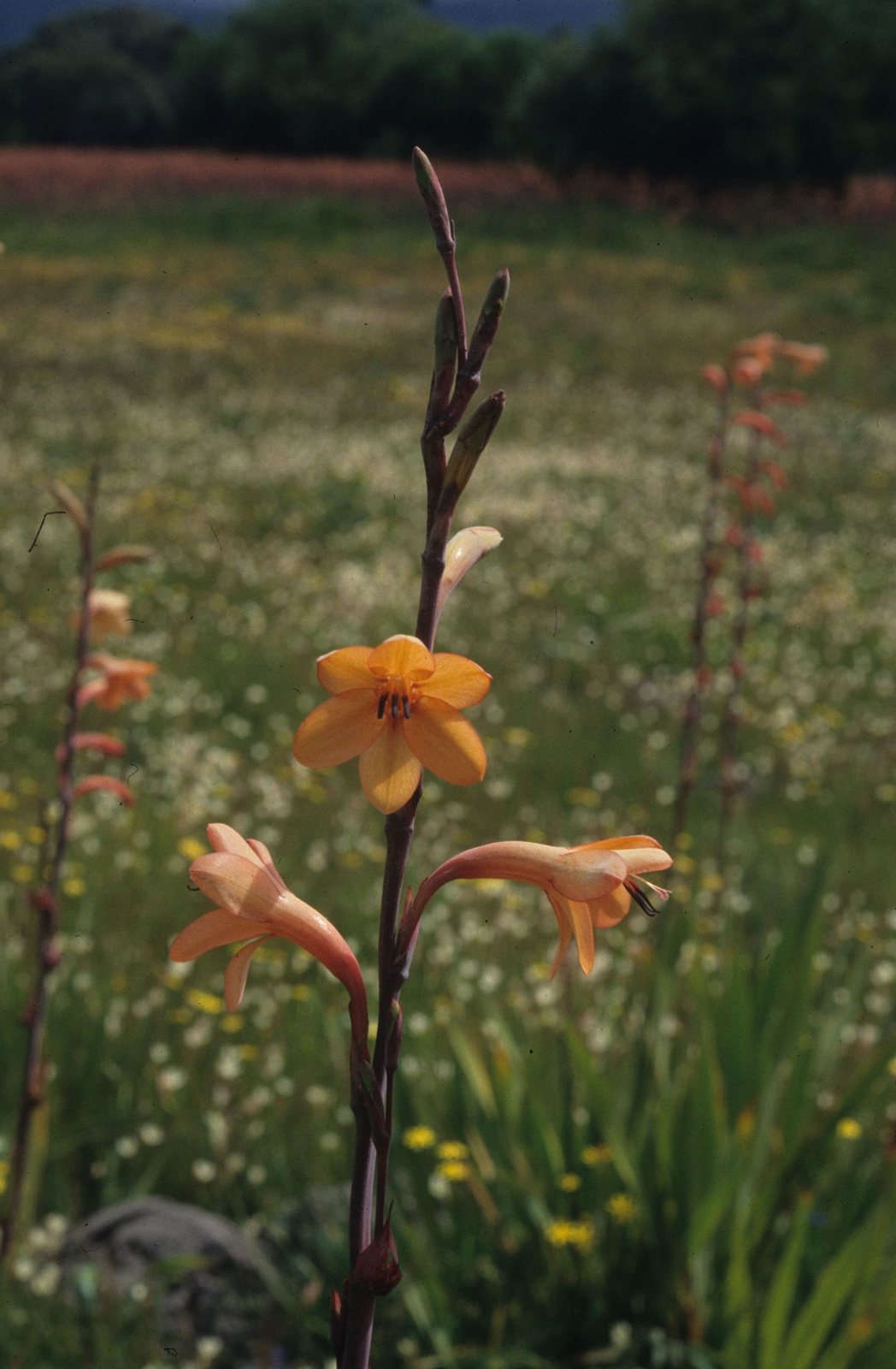 Watsonia meriana (temporary reference photo)