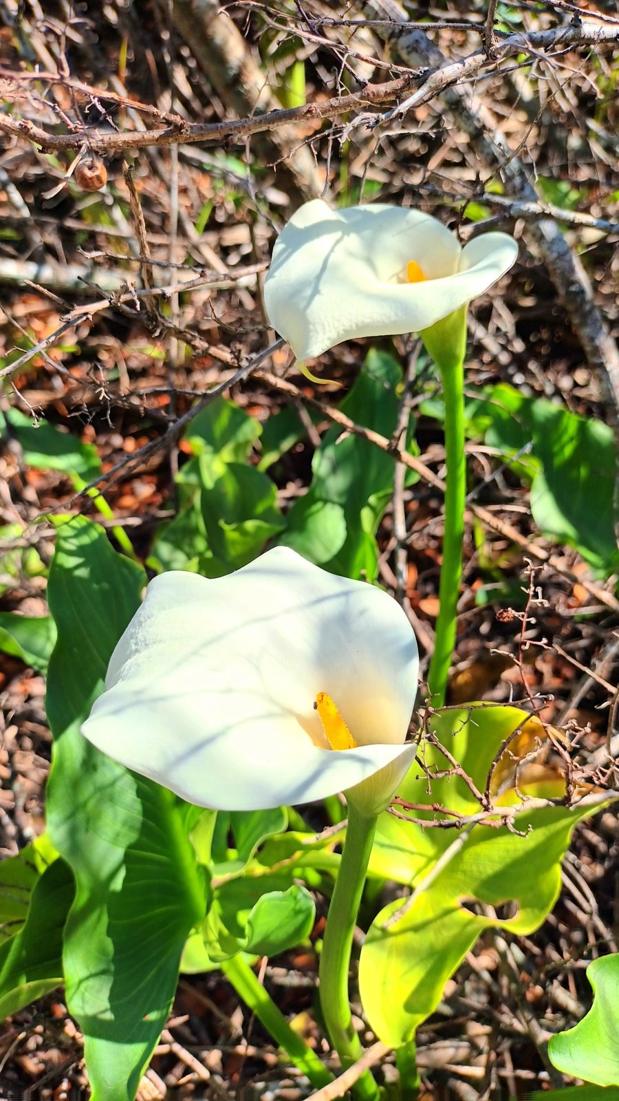 Zantedeschia aethiopica (temporary reference photo)