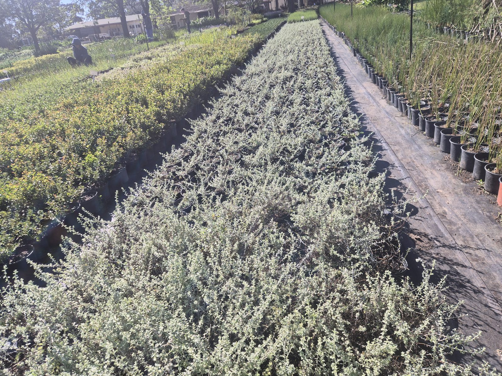 Plecostachys serpyllifolia (cobwebbush) grown at AVNPlants, Klapmuts
