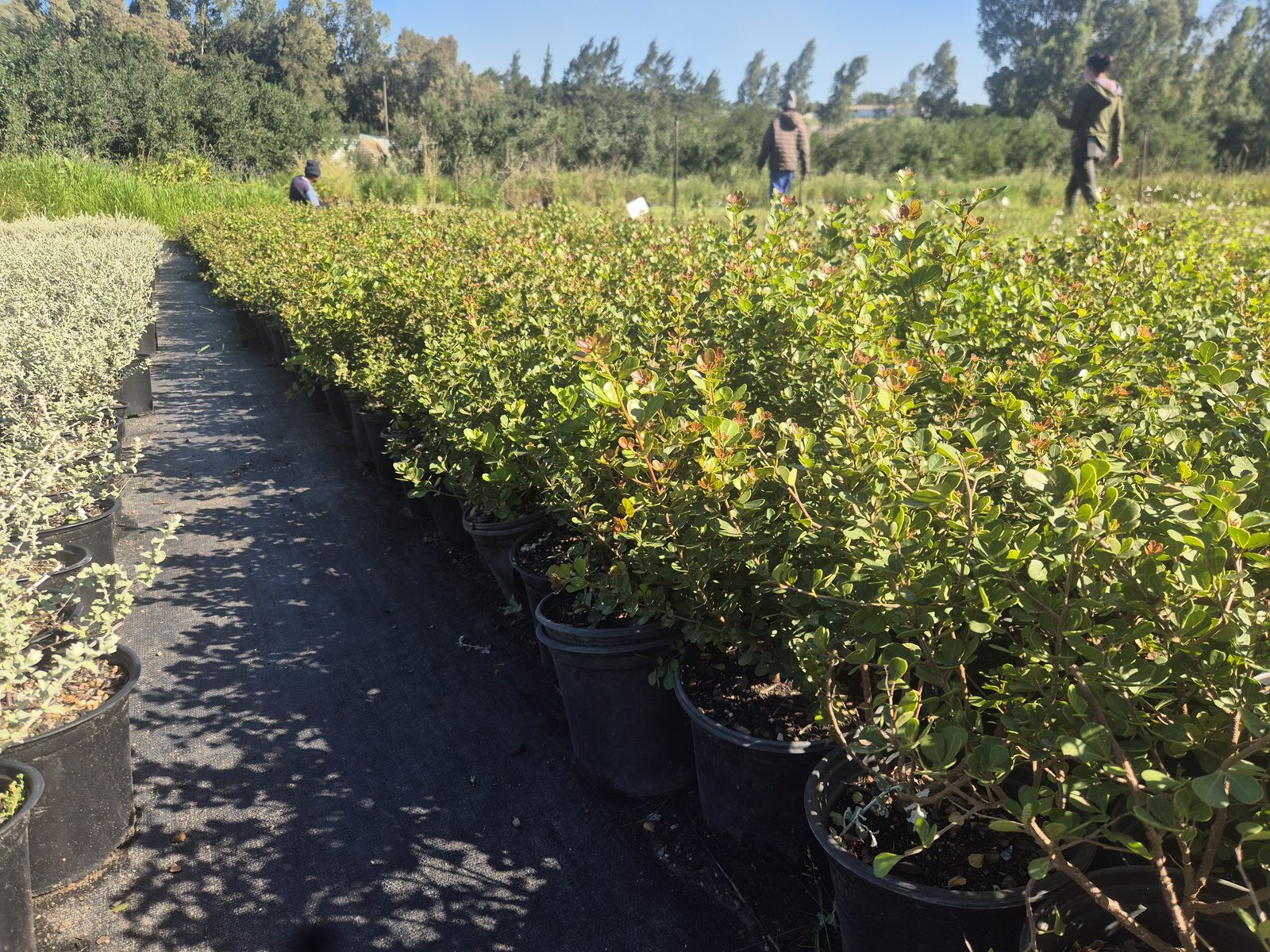Searsia crenata (dune crow-berry) grown at AVNPlants, Klapmuts