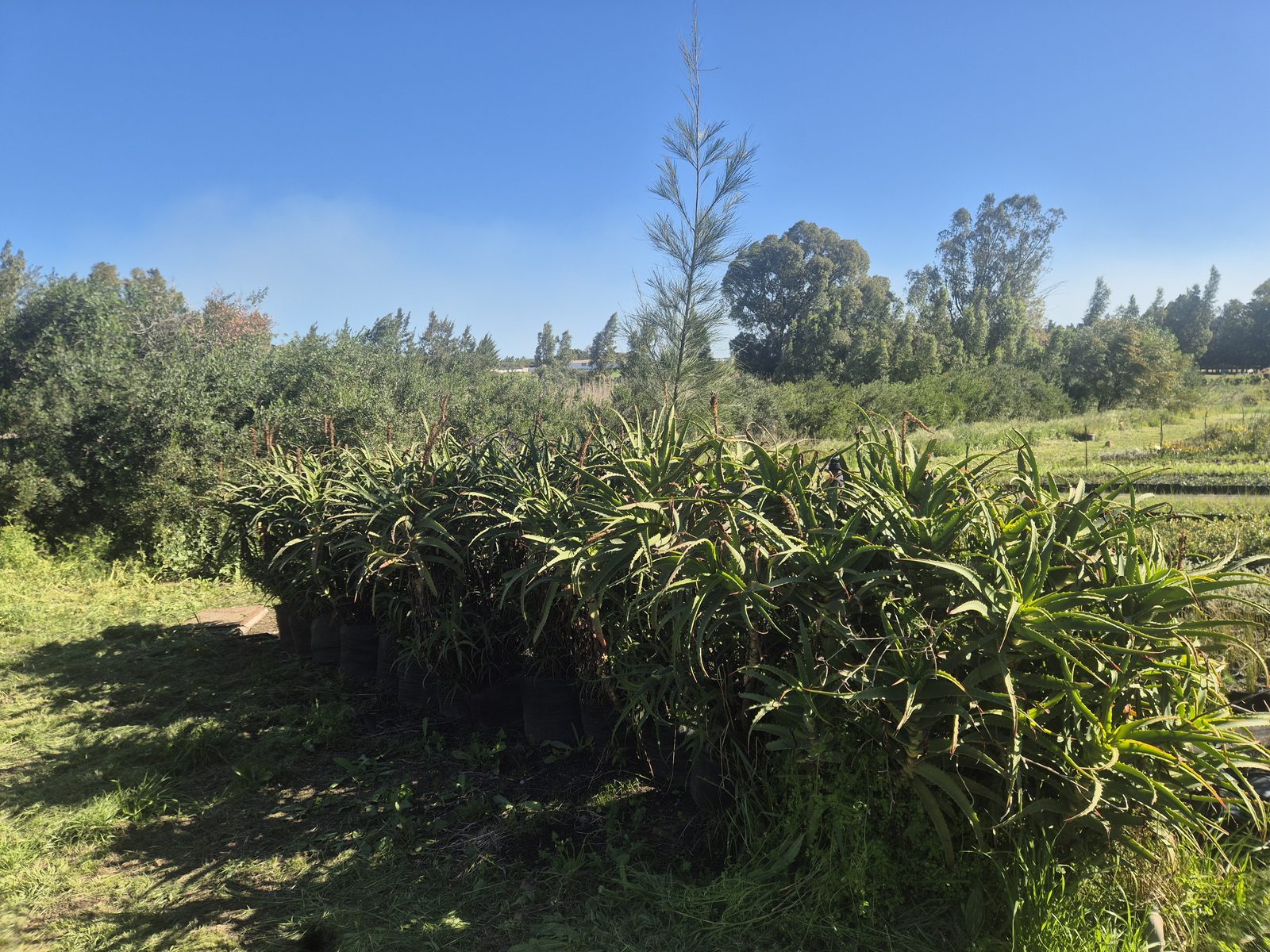 Aloe arborescens grown at AVNPlants, Klapmuts
