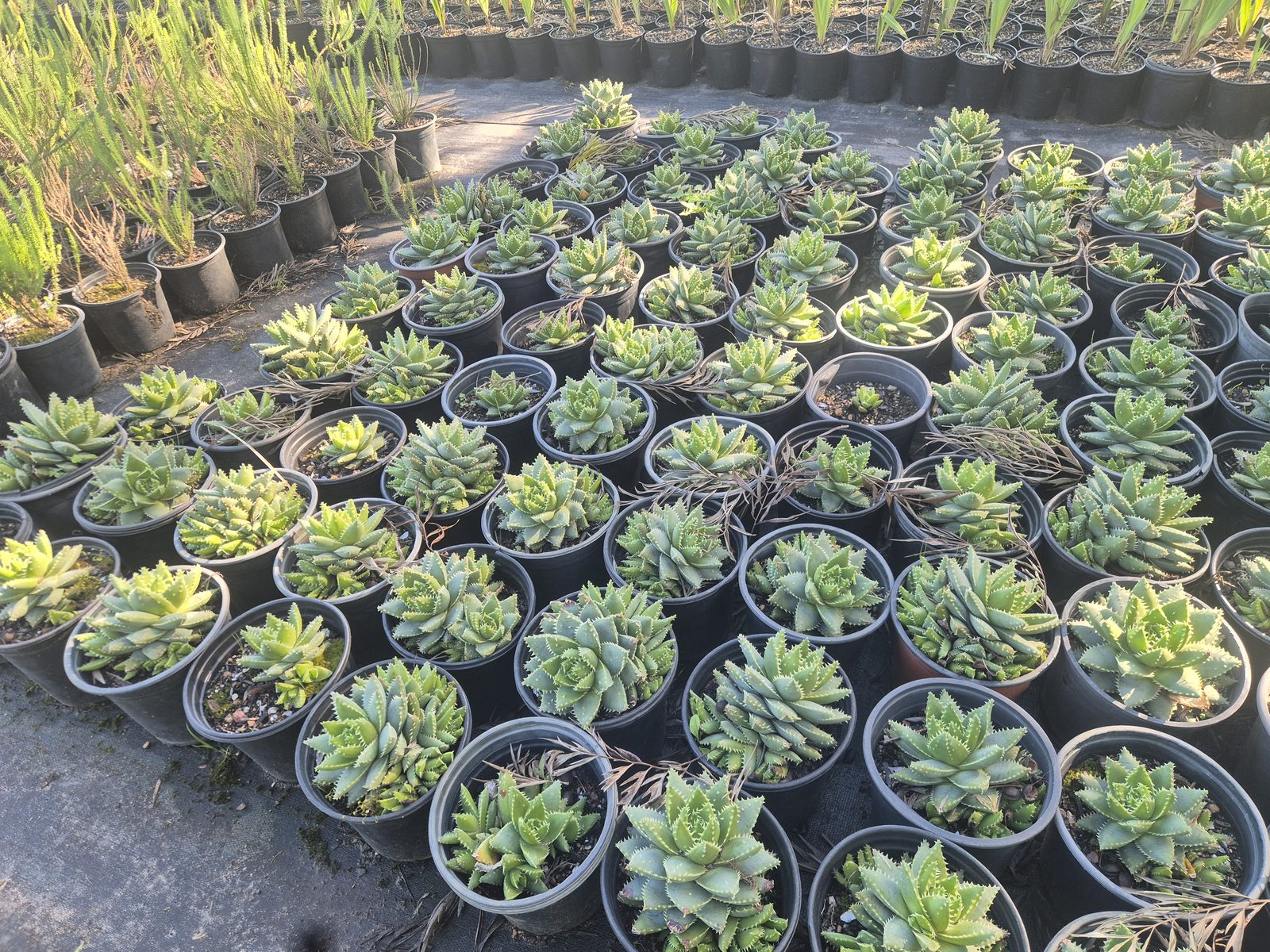 Aloe brevifolia grown at AVNPlants, Klapmuts