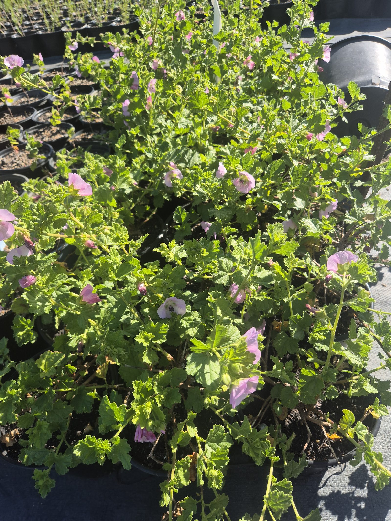 Anisodontea scabrosa grown at AVNPlants, Klapmuts