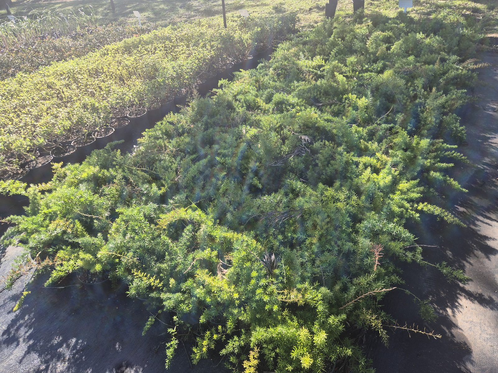 Asparagus densiflorus grown at AVNPlants, Klapmuts