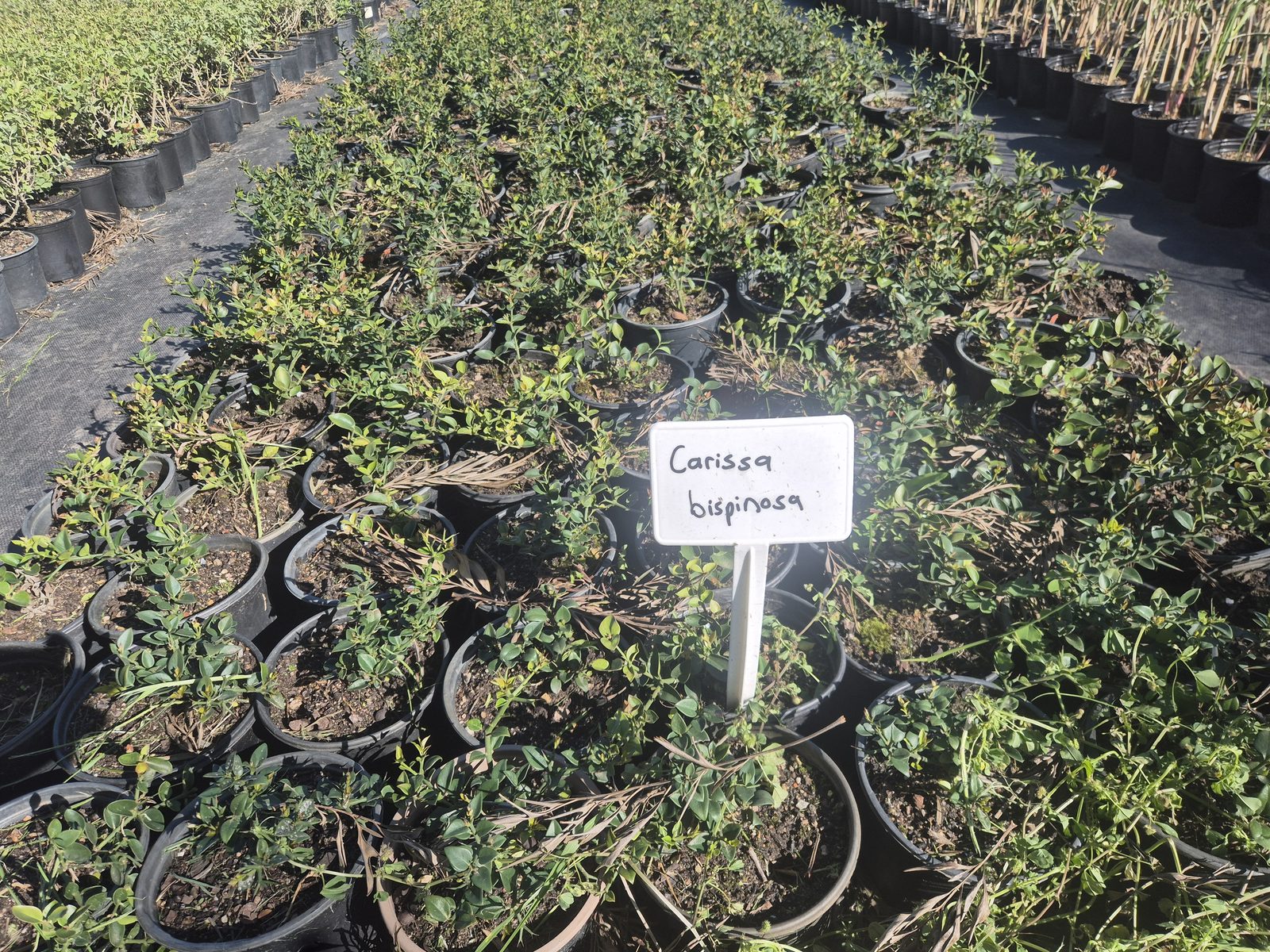 Carissa bispinosa grown at AVNPlants, Klapmuts