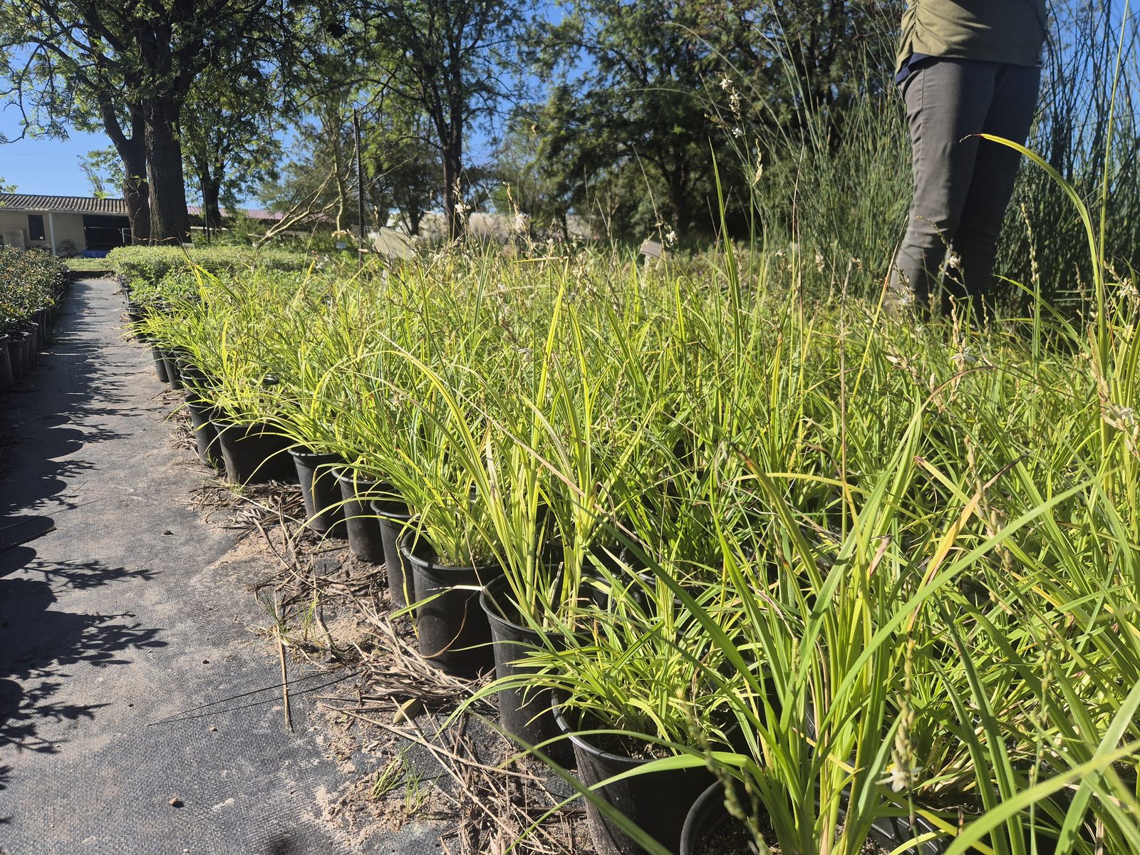 Chlorophytum saundersiae grown at AVNPlants, Klapmuts
