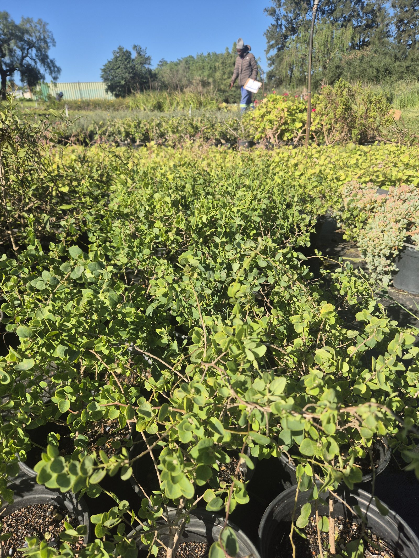 Cissampelos capensis grown at AVNPlants, Klapmuts