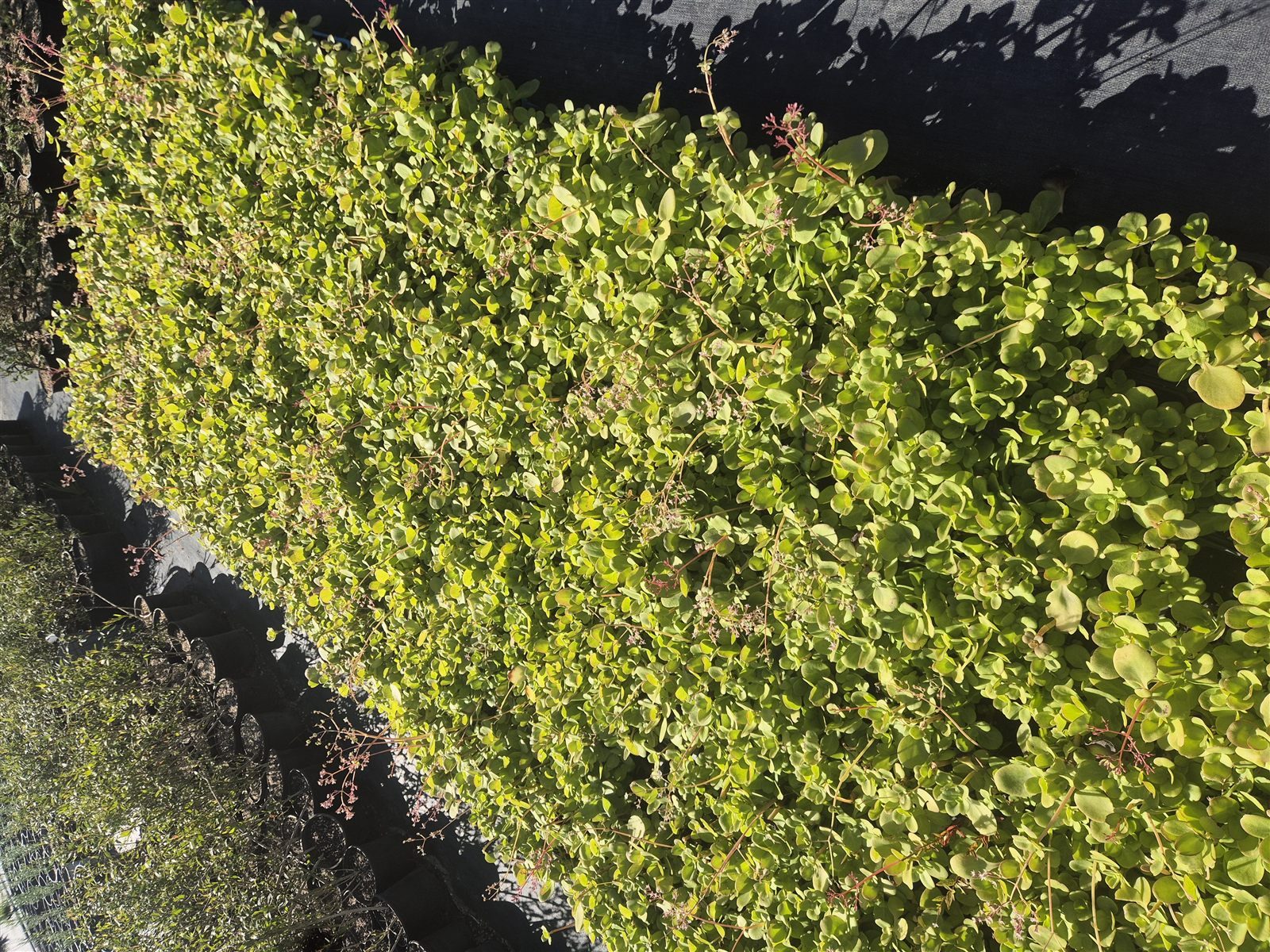 Crassula multicava grown at AVNPlants, Klapmuts
