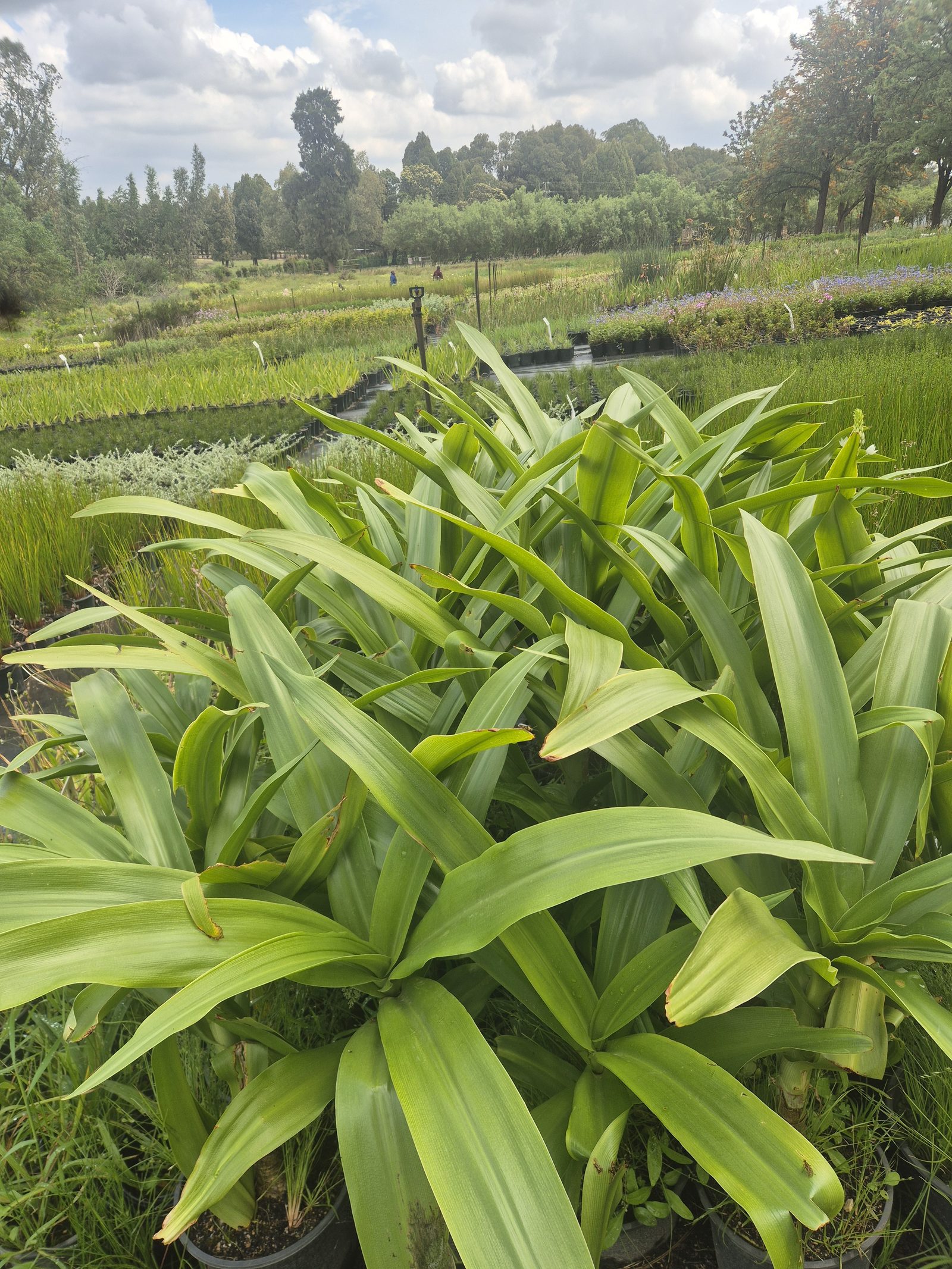Crinum moorei grown at AVNPlants, Klapmuts