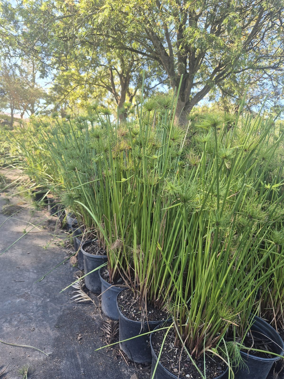 Cyperus prolifer grown at AVNPlants, Klapmuts