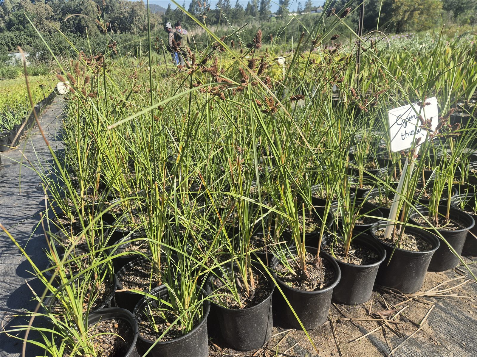 Cyperus thunbergii grown at AVNPlants, Klapmuts