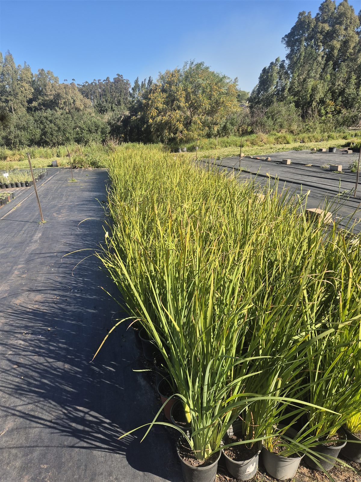 Dietes bicolor grown at AVNPlants, Klapmuts