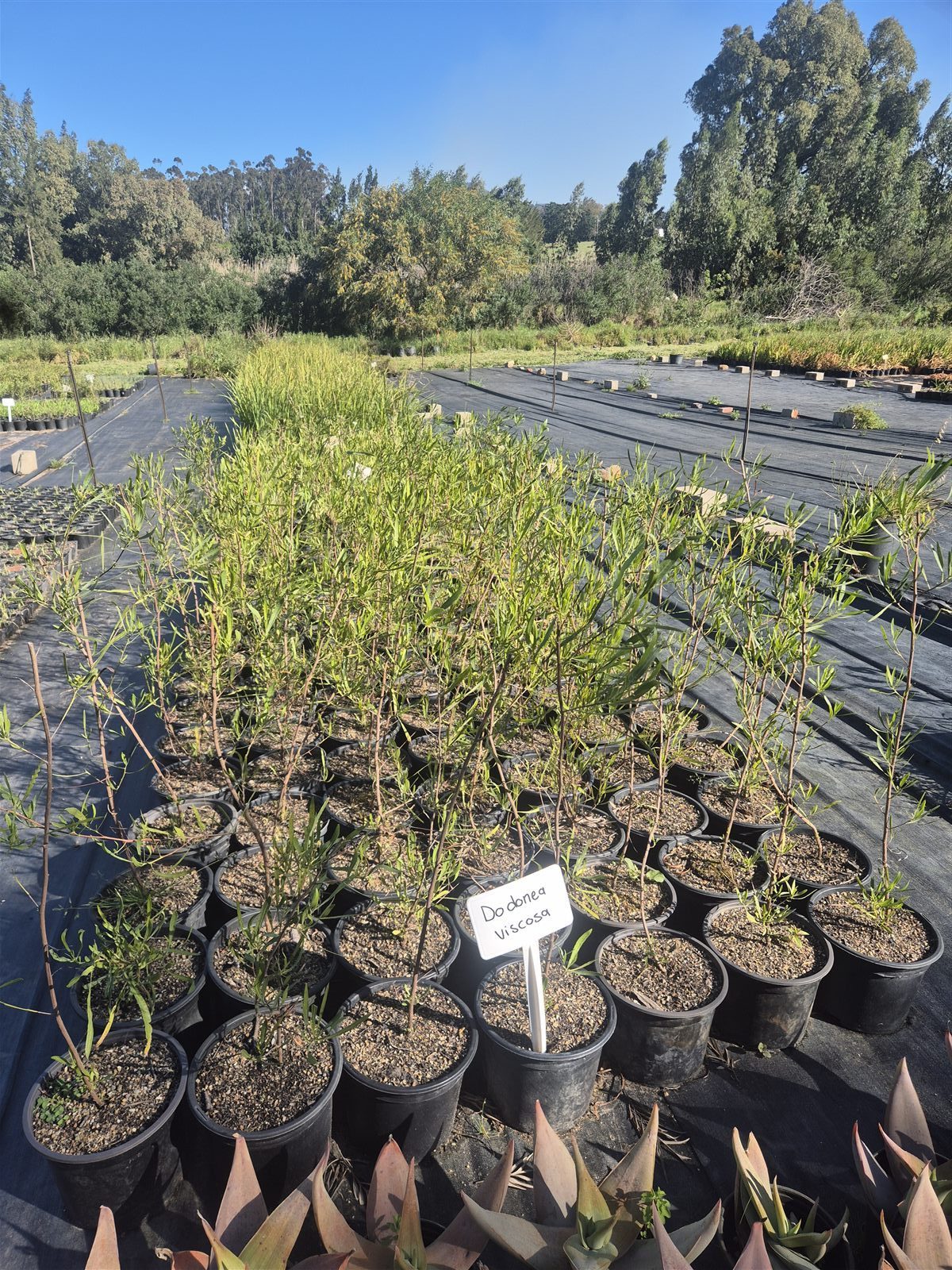 Dodonaea viscosa subsp. angustifolia grown at AVNPlants, Klapmuts