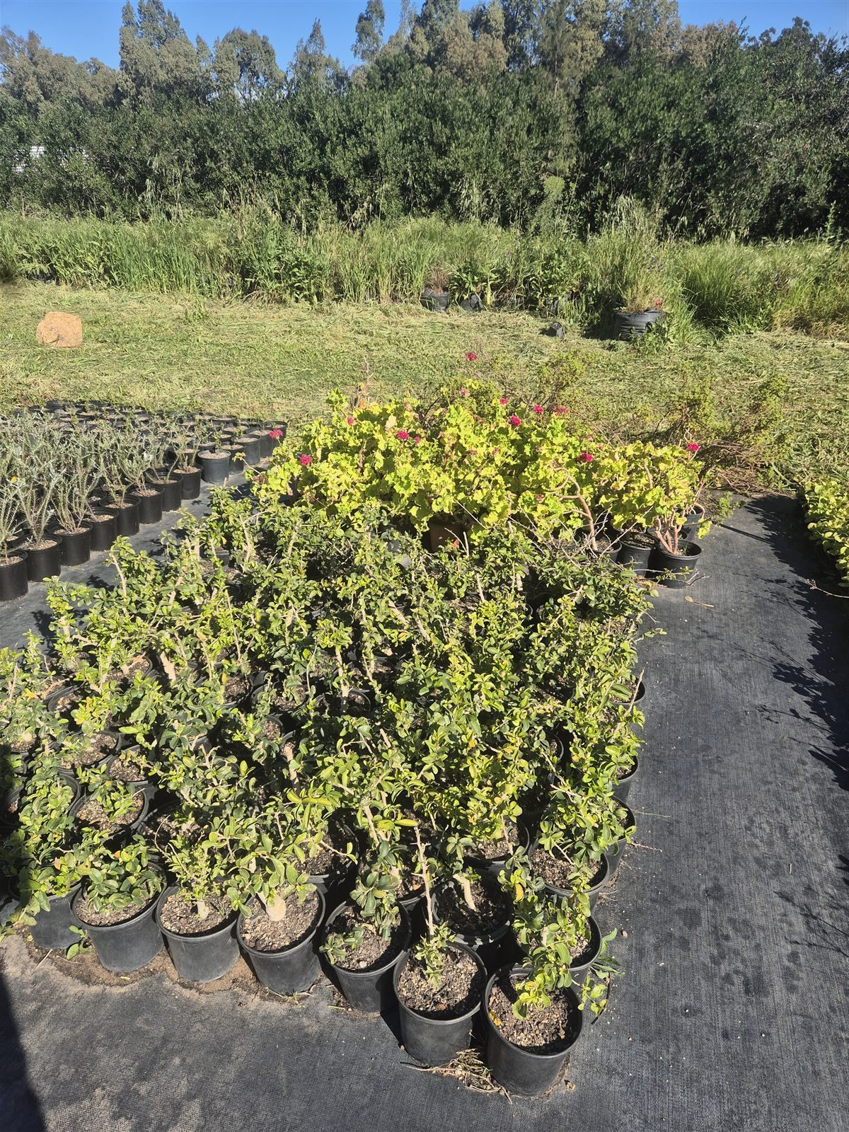 Dovyalis afra grown at AVNPlants, Klapmuts